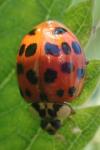 Harmonia axyridis