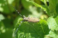 Agapanthia villosoviridescens