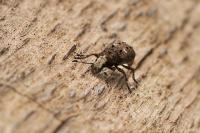 Platystomos albinus