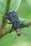 Platyrhinus resinosus