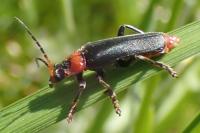 Cantharis fusca