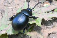 Timarcha tenebricosa