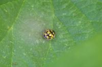 Propylea quatuordecimpunctata