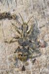 Rhagium sycophanta