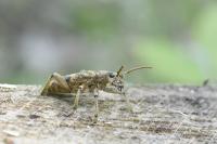 Rhagium sycophanta