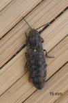 Actenicerus sjaelandicus