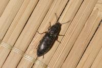 Actenicerus sjaelandicus