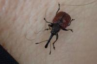 Tatianaerhynchites aequatus