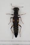 Stenus guttula