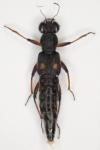 Stenus bimaculatus