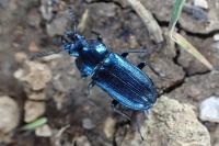 Platycerus caraboides