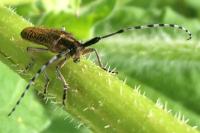 Agapanthia villosoviridescens