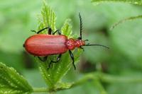 Pyrochroa serraticornis