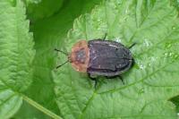Oiceoptoma thoracicum