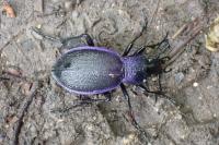 Carabus problematicus