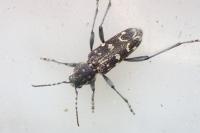 Xylotrechus rusticus