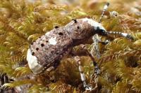 Platystomos albinus