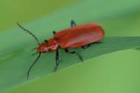 Pyrochroa serraticornis