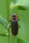 Cantharis fusca