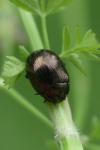 Chrysolina oricalcia