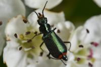 Malachius bipustulatus