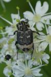 Valgus hemipterus
