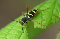Clytus arietis