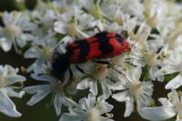 Trichodes alvearius