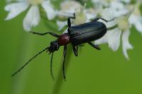 Dinoptera collaris