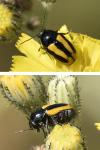 Cryptocephalus vittatus