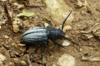 Iberodorcadion fuliginator