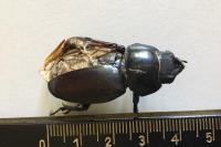 Lucanus cervus