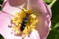 Anoplodera sexguttata