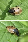 Dendroxena quadrimaculata