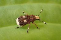 Platystomos albinus