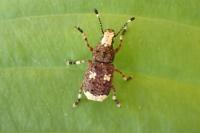 Platystomos albinus