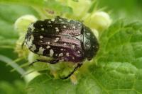 Oxythyrea funesta