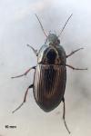 Amara similata