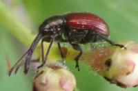 Tatianaerhynchites aequatus