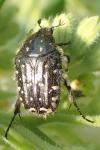 Oxythyrea funesta