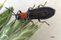 Tillus elongatus