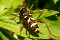 Clytus arietis