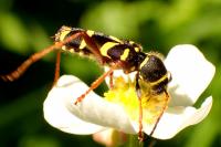 Clytus arietis