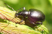 Otiorhynchus morio