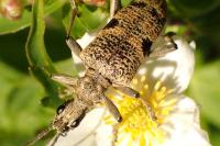 Rhagium mordax