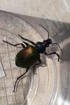 Calosoma sycophanta