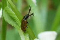 Drilus flavescens