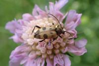 Pachytodes cerambyciformis
