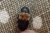 Dermestes lardarius