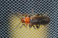 Cantharis livida